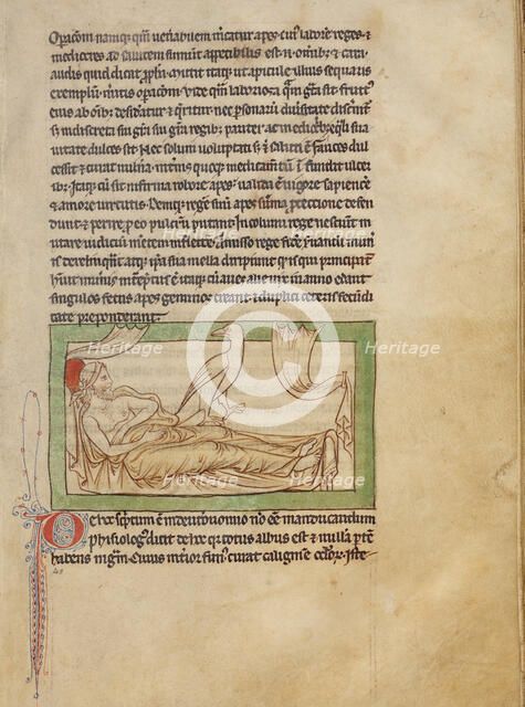 A Caladrius; Northumberland Bestiary, about 1250-1260. Creator: Unknown.