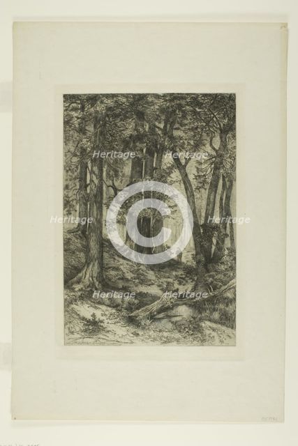 A California Forest, 1888. Creators: Mary Nimmo, Thomas Moran.