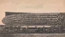 A Car Load of Texas Corn, ca. 1910. Creator: George B. Cornish
