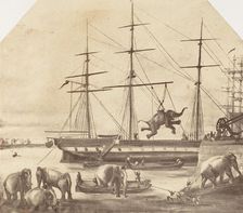 A Cargo of Seventy Elephants Landing from Burmah during the 1857 Mutiny], 1858-61. Creator: Unknown