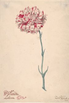 A Carnation ("Hollandia Liberata"), 1675. Creator: Zacharias Blijhooft