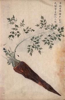 A carrot (Daucus carota): root with leaves. Creator: Unknown