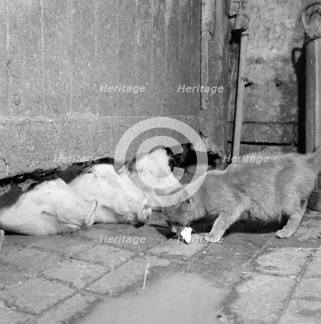 A cat eating off the ground at a farm in North Shropshire, 1960s. Artist: John Gay.