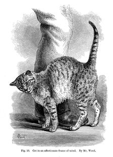 A cat in affectionate frame of mind, from The Expression and Emotions in Man and Animals, 1872