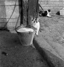 A cat with a milky tongue beside a pail of milk, Hertfordshire, 1950s-1960s. Artist: John Gay