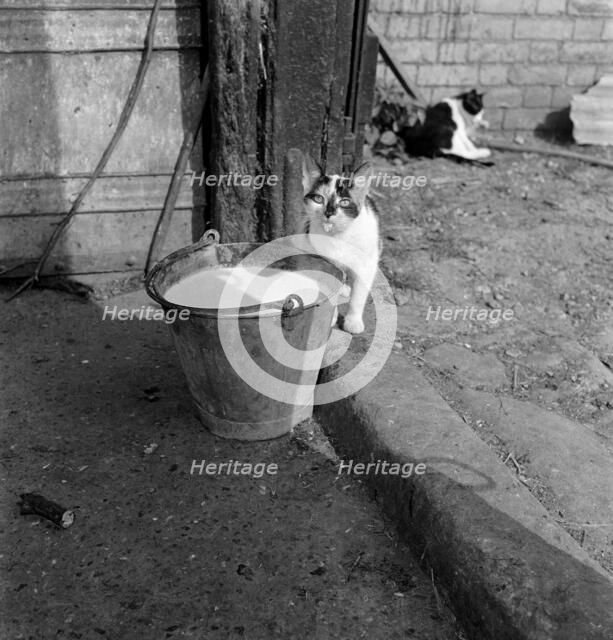 A cat with a milky tongue beside a pail of milk, Hertfordshire, 1950s-1960s.  Artist: John Gay.