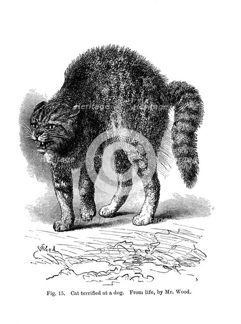 A cat terrified by a dog, 1872. Artist: Unknown