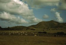 A cattle farm, vicinity of Christiansted, St. Croix, Virgin Islands, 1941. Creator: Jack Delano