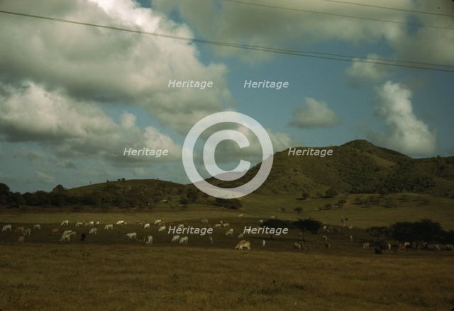 A cattle farm, vicinity of Christiansted, St. Croix, Virgin Islands, 1941. Creator: Jack Delano.