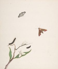 A Caterpillar and Two Moths on a Branch and Two Butterflies, early 18th-mid 18th century. Creator: Nicolaas Struyk