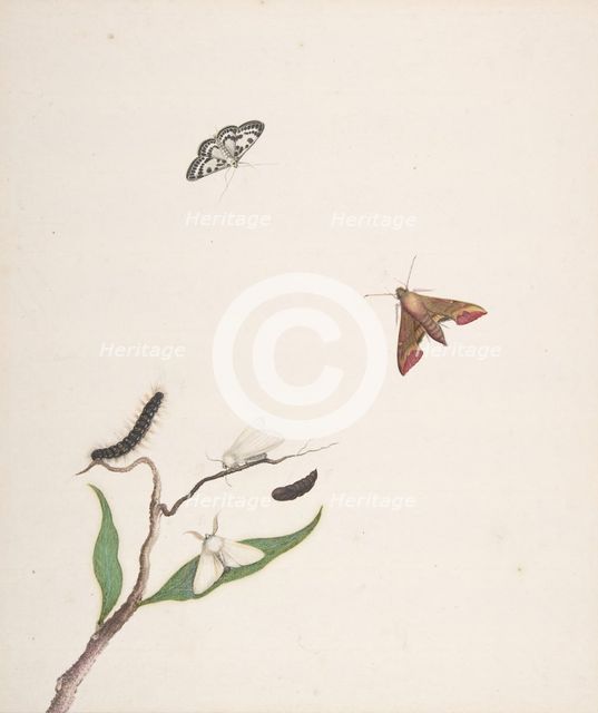 A Caterpillar and Two Moths on a Branch and Two Butterflies, early 18th-mid 18th century. Creator: Nicolaas Struyk.