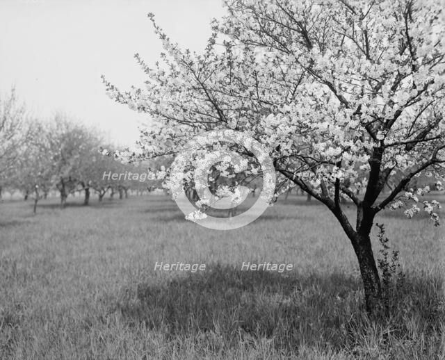 A Cherry tree, between 1900 and 1905. Creator: Unknown.