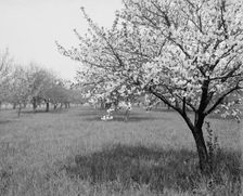 A Cherry tree, between 1900 and 1905. Creator: Unknown