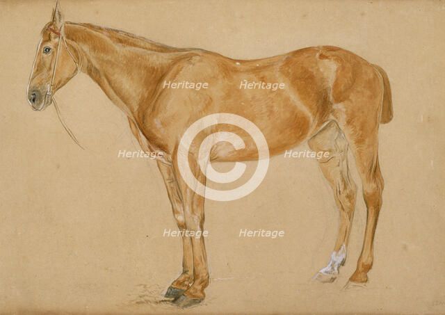A chestnut horse with a docked tail, c1814-1830. Creator: John Frederick Lewis.