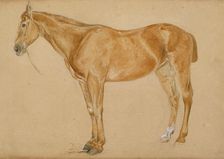 A chestnut horse with a docked tail, c1814-1830. Creator: John Frederick Lewis