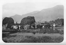 A Chilian Harvest 1911