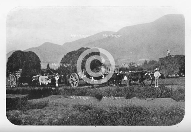 'A Chilian Harvest', 1911. Artist: Unknown.