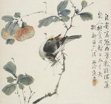 A Chinese Hwamei eating a grasshopper, 1857. Artist: Jin Yuan