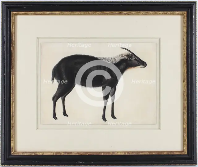 A Chinese Serow (Capricornis milneedwardsi argyrochaetes), ca. 1800. Creator: Unknown.