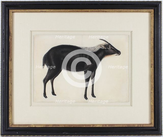 A Chinese Serow (Capricornis milneedwardsi argyrochaetes), ca. 1800. Creator: Unknown.