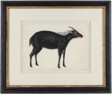 A Chinese Serow (Capricornis milneedwardsi argyrochaetes), ca. 1800. Creator: Unknown