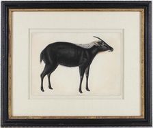 A Chinese Serow (Capricornis milneedwardsi argyrochaetes), ca. 1800. Creator: Unknown