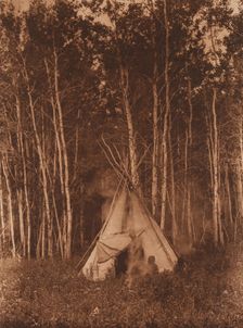 A Chipewyan Tipi among the Aspens, 1926. Creator: Edward Sheriff Curtis