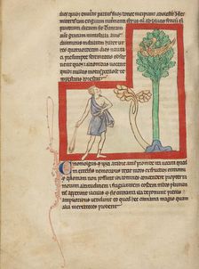 A Cinomolgus; Northumberland Bestiary, about 1250-1260. Creator: Unknown