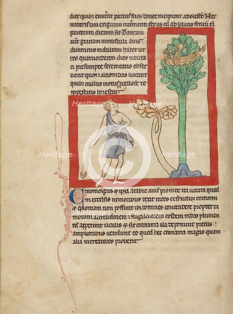 A Cinomolgus; Northumberland Bestiary, about 1250-1260. Creator: Unknown.