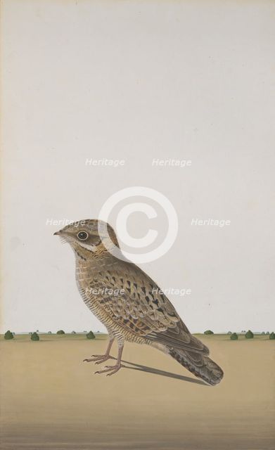 A Common Indian Nightjar (Caprimulgus asiaticus), ca. 1780. Creator: Unknown.