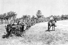 A convoy of wagons, South America, 1895
