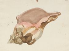 A conch shell, c1770-1810. Creator: Philip Reinagle