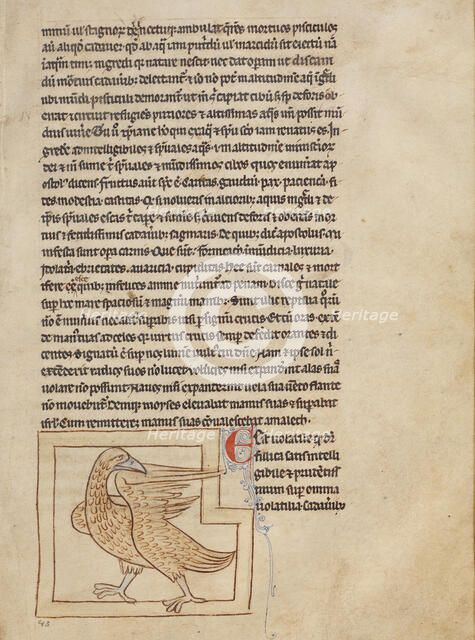 A Coot; Northumberland Bestiary, about 1250-1260. Creator: Unknown.