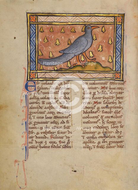 A Coot; Bestiary, about 1270. Creator: Unknown.