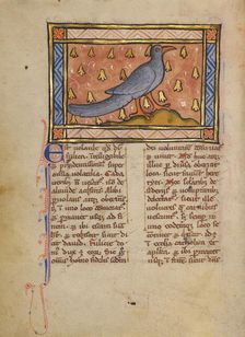 A Coot; Bestiary, about 1270. Creator: Unknown