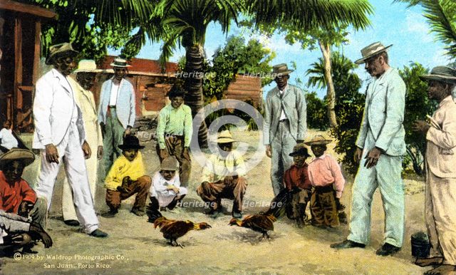 A cock fight, Puerto Rico, 1909. Artist: Unknown