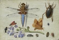 A Cockchafer, Beetle, Woodlice and other Insects, with a Sprig of Auricula, early 1650s. Artist: Jan van Kessel