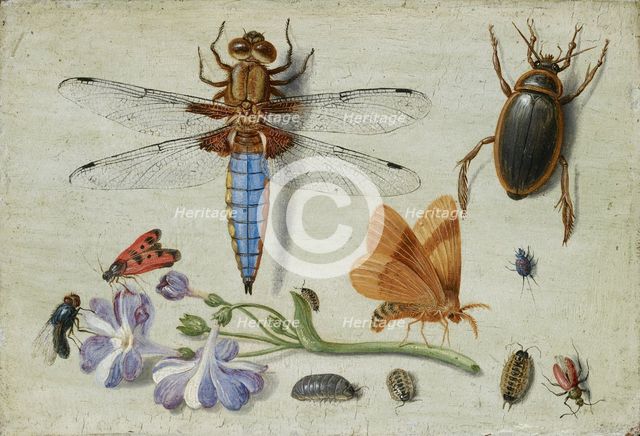 A Cockchafer, Beetle, Woodlice and other Insects, with a Sprig of Auricula, early 1650s. Artist: Jan van Kessel.