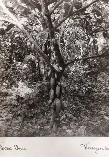 A cocoa bush carrying pods, Venezuela, 1897