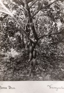 A cocoa bush carrying pods, Venezuela, 1897