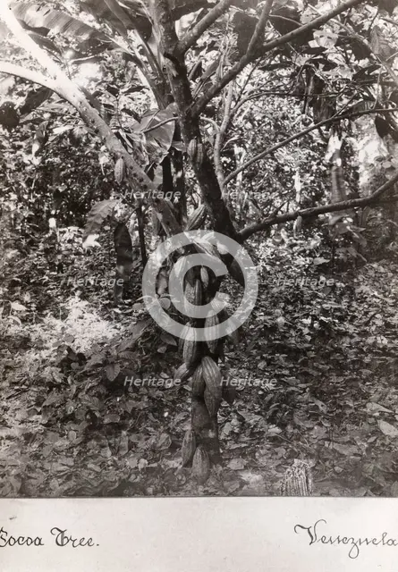A cocoa bush carrying pods, Venezuela, 1897. Artist: Unknown