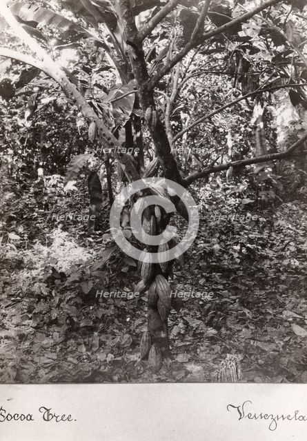 A cocoa bush carrying pods, Venezuela, 1897. Artist: Unknown