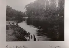 A cocoa plantation on the banks of a river, Venezuela, 1897