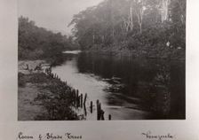 A cocoa plantation on the banks of a river, Venezuela, 1897