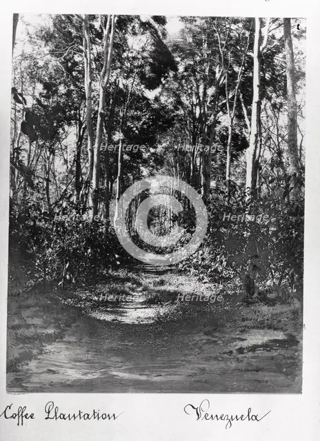 A coffee plantation with shade trees, Venezuela, 1897. Artist: Unknown