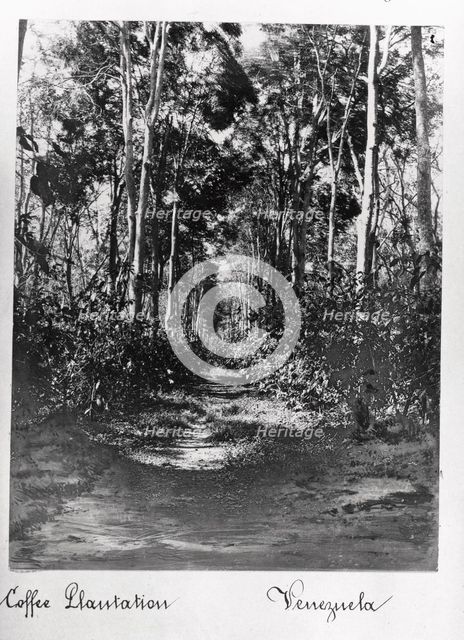 A coffee plantation with shade trees, Venezuela, 1897. Artist: Unknown