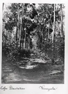A coffee plantation with shade trees, Venezuela, 1897