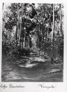 A coffee plantation with shade trees, Venezuela, 1897