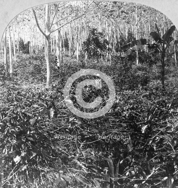 A coffee plantation, Jamaica, c1900s.Artist: CH Graves