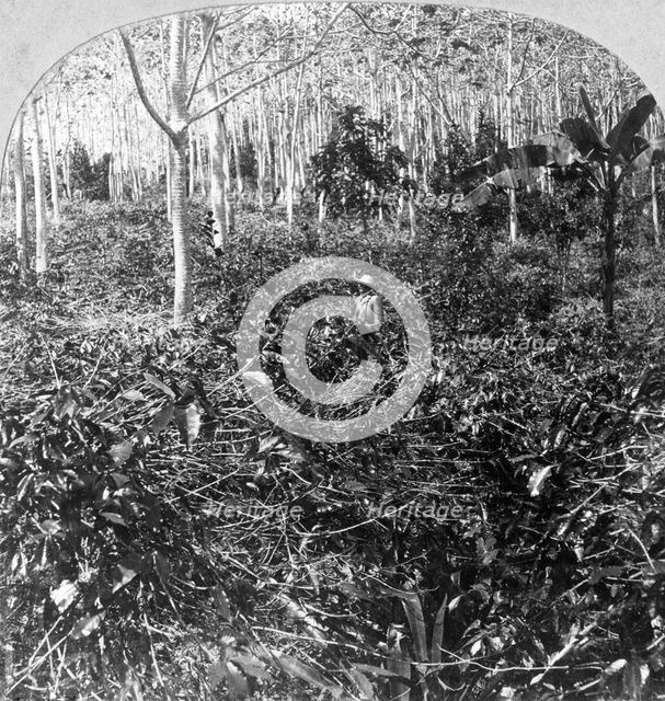 A coffee plantation, Jamaica, c1900s.Artist: CH Graves